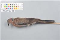 藏品(斑頸鳩)的圖片